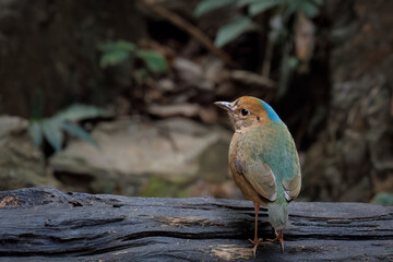 Close-up of Blue-naped pitta fon a branch, Thailand, South East Asia