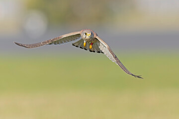 A common kestrel (Falco tinnunculus) in flight.