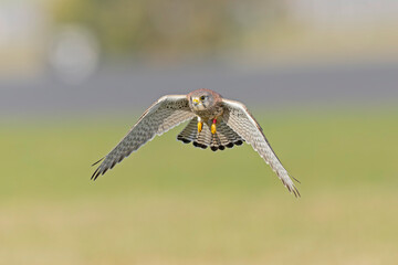 A common kestrel (Falco tinnunculus) in flight.