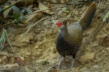 Kalij pheasant from high angle, Thailand, South East Asia