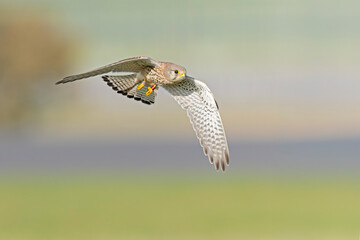 A common kestrel (Falco tinnunculus) in flight.