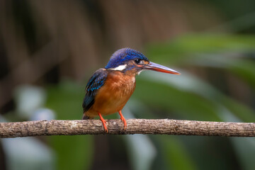 Blue-eared kingfisher on a twig, Bokeh background, Thailand, South East Asia