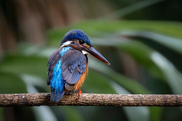 Blue-eared kingfisher on a twig, Bokeh background, Thailand, South East Asia