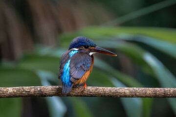 Blue-eared kingfisher on a twig, Bokeh background, Thailand, South East Asia