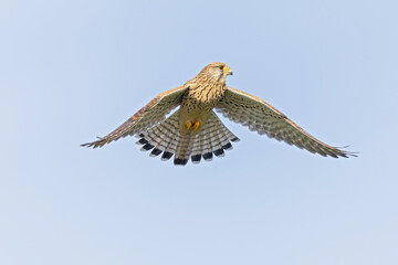 A common kestrel (Falco tinnunculus) hovering in flight.