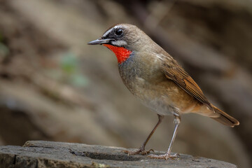 Close-up side view of Siberian rubythroat, Thailand, South East Asia