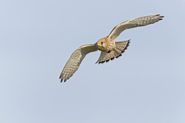 A common kestrel (Falco tinnunculus) in flight.