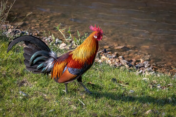 Red junglefowl, Thailand, South East Asia