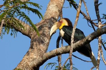 Close-up of a Wreathed hornbill perched on a branch against blue sky, Thailand, South East Asia