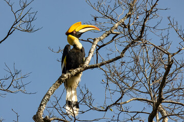 Oriental-pied hornbill perched on a branch, Thailand, South East Asia
