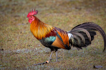 Sideview of a Red junglefowl, Thailand, South East Asia