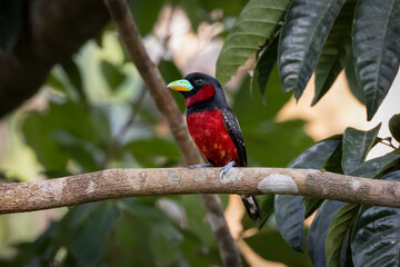 Close-up of Black-and-red broadbill perched on a branch, Thailand, South East Asia