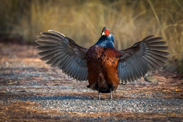 Male Mrs. hume´s pheasant with spread wings in sunshine, Thailand, South East Asia