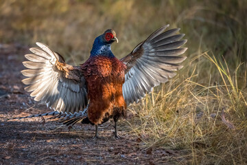 Male Mrs. hume´s pheasant with spread wings in sunshine, Thailand, South East Asia