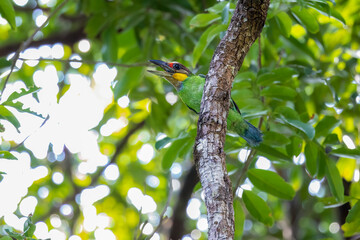 Gold-whiskered barbet from below, Thailand, South East Asia
