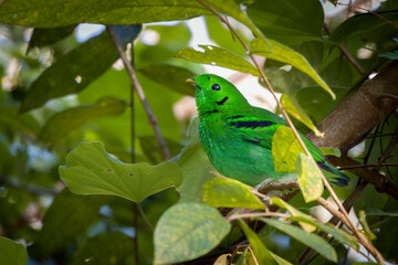 Green Broadbill perched in a leafy tree, Thailand, South East Asia