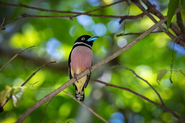 Black-and-yellow broadbill perched on a twig against green blurred background, South East Asia, Thailand