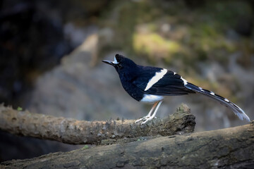 White-crowned forktail on a branch, blurred background,South East Asia, Thailand