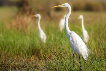 Great egrets standing in green and brown grass, one in foreground, sunny day, South East Asia, Thailand