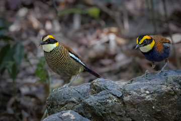 South East Asia, Thailand