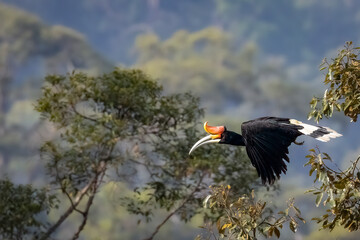 Rhinoceros hornbill in flight, South East Asia, Thailand