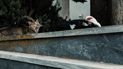 Cat sending message by yawning to duck, Greece