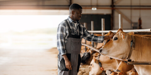 African farm worker farmer man takes care of cows in barn. Concept banner cattle livestock farming, industry agriculture Africa