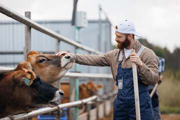 Happy young man farm worker takes care of cows. Concept cattle livestock farming, industry...