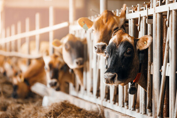Portrait cows red jersey with automatic collar stand in stall eating hay. Dairy farm livestock...