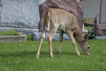 young deer grazing in a graveyard