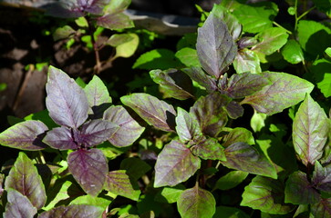 Close-up of two types of basil in sunny weather.