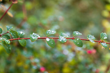 Dew drops on Chenault coralberry. Autumn background.