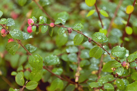 Dew drops on Chenault coralberry. Autumn background.