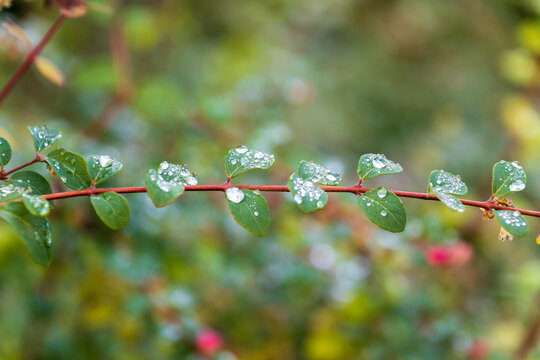 Dew drops on Chenault coralberry. Autumn background.