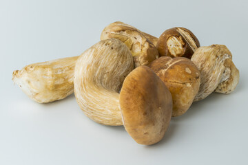 Porcini mushrooms on a white background. Boletus edulis