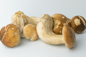 Porcini mushrooms on a white background. Boletus edulis