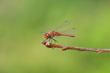 Red dragonfly sits on a branch, close-up.