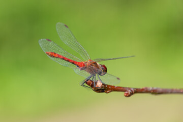 Red dragonfly sits on a branch, close-up.