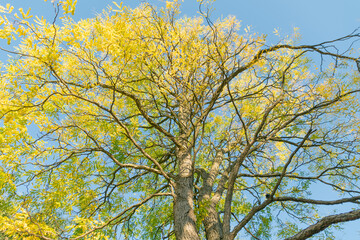 Tree crown with yellow leaves in autumn park.