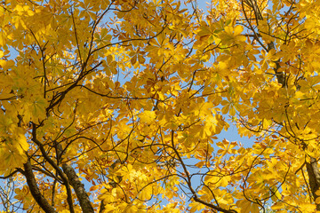 Yellow chestnut leaves. Beautiful autumn landscape on a sunny day.