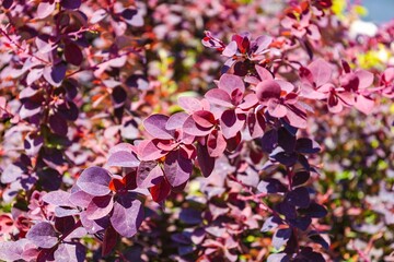 Background plant in nature with purple flowers