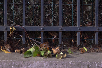 Iron fence with scattered dried leaves and vines on concrete