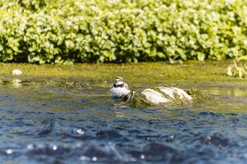 Bird - Little ringed plover (Charadrius dubius) in the wild