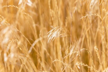 Yellow dry plant in nature
