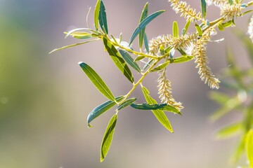 Background with a plant for screensaver or other needs