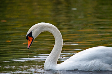 Tierportr&auml;t eines Schwans