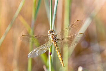 Beautiful background with a dragonfly on a plant