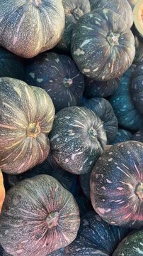 Fresh green pumpkin in the vegetable market. 4k video. Vegetable concept.