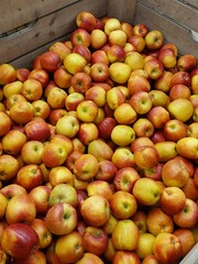 apples in the market