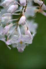 デンドロビウム・クムラツム